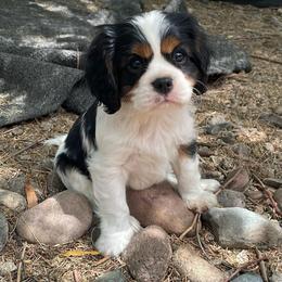 Stanley - Tri-color male Cavalier King Charles Spaniel puppy in Phoenix, Arizona from Larisa's Cavaliers
