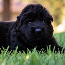 Atlas - Black male German Shepherd puppy in Canton, Texas from WILDWOOD GERMAN SHEPHERDS