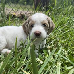 Goldendoodle All Grown Up from Creekside Cottage Doodles