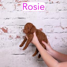 Rosie - Red female Cavapoo puppy in Calhoun, Georgia from Happy Top Doodles