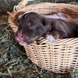 Rusty AKC - Red tri-color male Australian Shepherd puppy in Polk City, Florida from Skaky Shepherds