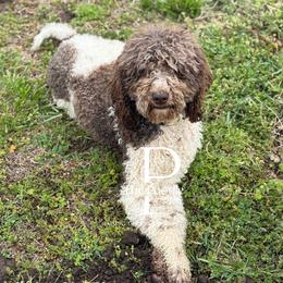 Mable - Bernedoodle