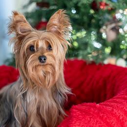 Nina - Yorkshire Terrier