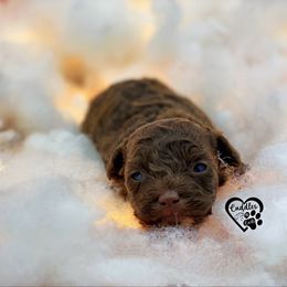 Poodle Puppies from Cuddles n Curls