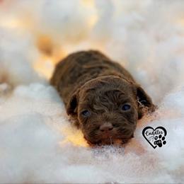 Poodle Puppies from Cuddles n Curls