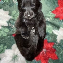 Purple Collar - Fawn sable female Belgian Malinois puppy in Trenton, Georgia from Laeknir K9