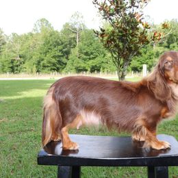 Yeti - Dachshund