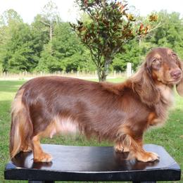Yeti - Dachshund
