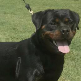AZRA - Rottweiler