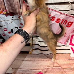 Violet - Fawn brindled black female Chihuahua puppy in Palmyra, Indiana from Country Star Chihuahuas