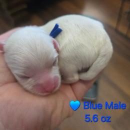 Blue Male - White male Maltipoo puppy in Sahuarita, Arizona from Cowgirl's Legacy Maltipoos