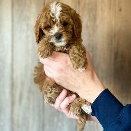 Cavapoo and Goldendoodle Puppies from A2Z Doodles
