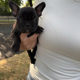 Jake - Brindle male French Bulldog puppy in Dalton Gardens, Idaho from North Idaho Frenchies