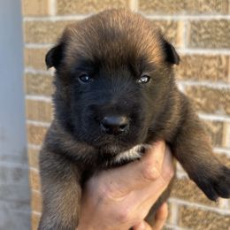 Belgian Malinois Puppies from Noordkust Malinois
