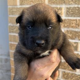 Belgian Malinois Puppies from Noordkust Malinois
