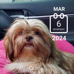 Cassia - Liver Shih Tzu puppy in North Houston/Spring, Texas from The Neely OO's Shih Tzus
