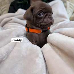 Buddy - Brindle male Pug puppy in Hartsville, South Carolina from PearlsPlayhousePugs