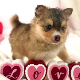Heidi - Wolf sable female Pomsky puppy in Michigan from Blue Water Pomskies