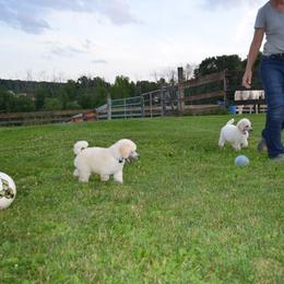 Poodle Puppies from D and D Standard Poodles