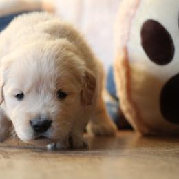 Golden Retriever Puppies from OPK GOLDENS
