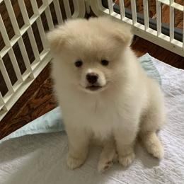 Boy 2 - Cream parti male Pomeranian puppy in Houston, Texas from Lola’s Poms
