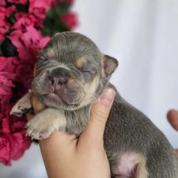 French Bulldog Puppies from True Joy French Bulldogs