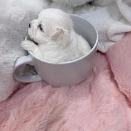AKC - Snow White Royalty - White female Maltese puppy in San Mateo, California from AKC Maltese California