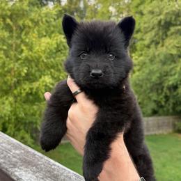 Aqua - Black male German Shepherd puppy in Tennessee from Chattanooga Tn German Shepherds