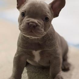 French Bulldog Puppies from Pardon My Frenchies