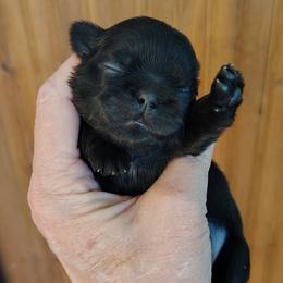 Allison - Allie - Black female Shih Tzu puppy in Palmyra, New York from Karen's Tzus of Palmyra-Macedon