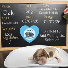 Oak - Dapple male Dachshund puppy in Hoquiam, Washington from Heyd's Mini Dachshunds