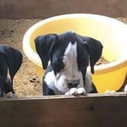 Boxers from Bedwell’s Babies