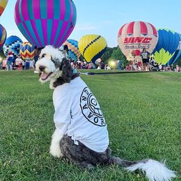 Tango - Sheepadoodle