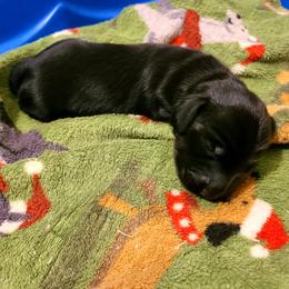 Johnny - Black male Dachshund puppy in Waynesboro, Tennessee from Owl Hollow Farm Miniature Dachshunds