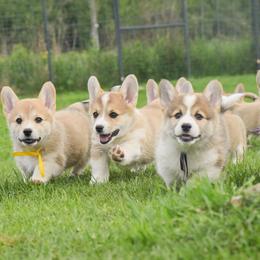 Pembroke Welsh Corgi puppies from Corgi Bliss Pembroke Welsh Corgis