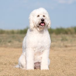 Wrigley - Goldendoodle