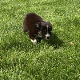 BTM2 - Black tri male Miniature Australian Shepherd puppy in Lexington, Nebraska from Osborne's Aussies