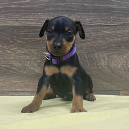 Girl 2 - Black and rust female Miniature Pinscher puppy in Lancaster, Missouri from White Stone Ranch