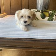 Boy 3 - Apricot and white male Cavachon puppy in Kerrville, Texas from Blount pups