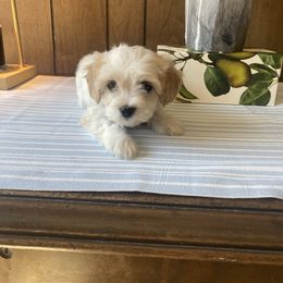 Boy 3 - Apricot and white male Cavachon puppy in Kerrville, Texas from Blount pups