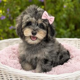 Aponi - Merle female Cockapoo puppy in Lebanon, Kentucky from Mosaic Merle Doodles