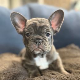 Black - Liver female French Bulldog puppy in Placerville, California from Amber Gomes