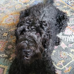 Blackberry - Australian Labradoodle