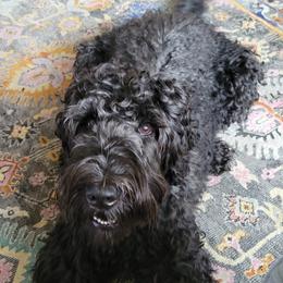 Blackberry - Australian Labradoodle