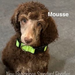 Mousse (lime green collar) - Phantom male Poodle puppy in Mesa, Arizona from New Beginnings Standard Poodles