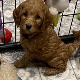 Goldendoodle Puppies from Coal Country Doodles