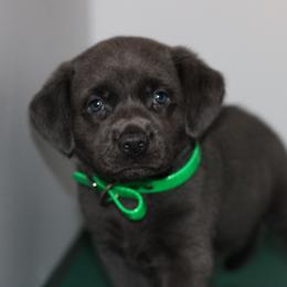 Bouquet - Black male Labrador Retriever puppy in Morrilton, Arkansas from Ancient Dogges Performance Dogs