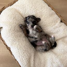 Jaw dropper - Black female Goldendoodle puppy in Ivins Utah, Utah from Luxi Paws Doodles