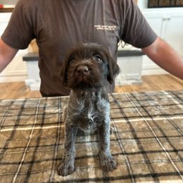 Lucy - Brown and gray female Wirehaired Pointing Griffon puppy in Shelley, Idaho from Western Gundogs