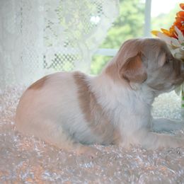 Australian Labradoodle Puppies from Windsor Creek Labradoodles